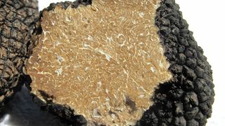 Pădurea din Rom&acirc;nia care abundă &icirc;n &rdquo;diamante negre&rdquo;. Cei care le găsesc le v&acirc;nd cu mii de euro