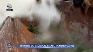 Bradul de Crăciun, meniu pentru capre