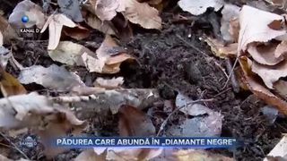 Pădurea care abundă &icirc;n &bdquo;diamante negre&rdquo;