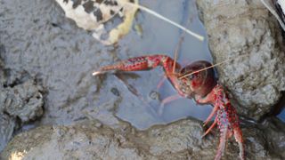 Mai mulți români sunt acuzați de contrabandă cu raci de baltă