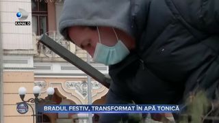 Bradul festiv, transformat in apa tonica
