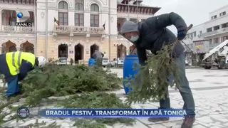 Bradul festiv, transformat &icirc;n apă tonică