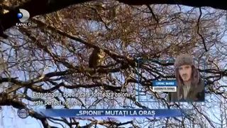 Spionii mutati la oras