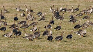 Societatea Ornitologică Română atrage atenția asupra unui caz de braconaj, după ce o gârliță mare a fost împușcată