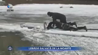 Lebădă salvată de la moarte