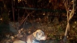 O femeie a fost amendată cu 3.000 de lei după ce şi-a abandonat câinele într-un parc din Sectorul 2 al Capitalei