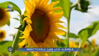 Insecticidele care ucid albinele