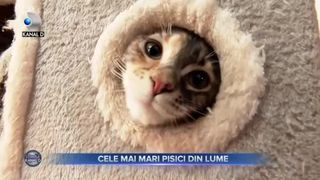 Cele mai mari pisici din lume