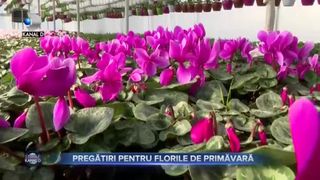 Pregătiri pentru florile de primăvară