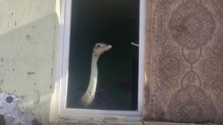 Un bărbat din Drobeta-Turnu Severin a fost amendat pentru că ținea un struț în casă