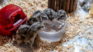 Peste 2.000 de hamsteri vor fi eutanasiați în Hong Kong