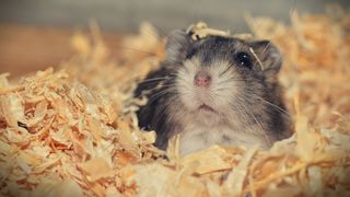 O femeie din Iași a sunat la DSP pentru a cere eliberarea unui certificat verde pentru... hamsterul ei