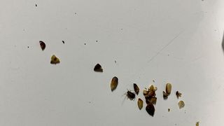 Trei brutării din Sectorul 5 din București au fost amendate cu 35.000 de lei. Protecţia Consumatorilor a descoperit gândaci, tăvi uzate, cu urme de arsură şi rugină, produse de panificaţie depozitate direct pe paviment