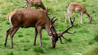 Trei bărbați au fost arestați după ce au vânat un cerb carpatin şi au utilizat arme letale deţinute ilegal