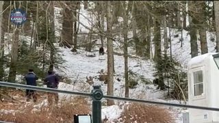 VIDEO | Imagini inedite vin de la Castelul Peleș din Sinaia: o ursoaică și puiul ei, izgoniți cu bulgări de către jandarmi