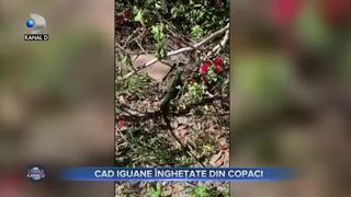 Cad iguane &icirc;nghețate din copac