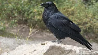 Noua metodă folosită în Suedia împotriva gunoiului: ciorile dresate, care adună chiștoace de țigări