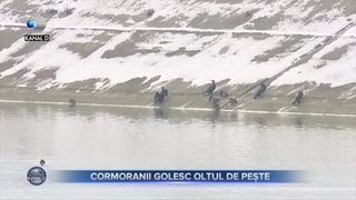 Cormoranii golesc Oltul de pește