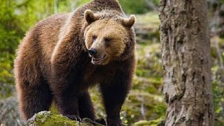 VIDEO | O ursoaică și puiul ei au fost alungați cu bulgări de zăpadă, la Castelul Peleș