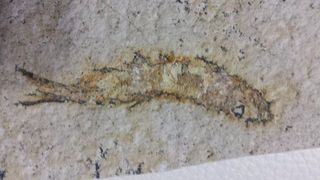 Descoperire de senzație a cercetătorilor români din în județul Vrancea. Fosilă de 33 de milioane de ani vechime