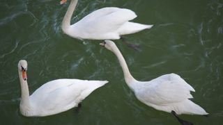  Gripă aviară, confirmată la două lebede găsite moarte pe Lacul Bâtca Doamnei din Piatra Neamț