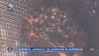 Albinele, animale de companie in Australia