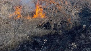 O suprafață de 40 de hectare acoperită cu vegetație a fost cuprinsă de un incendiu violent