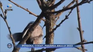Pițigoiul codat, pasărea anului 2022