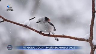 Pițigoiul codat, pasărea anului 2022