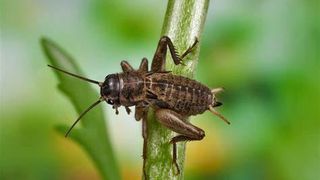 VIDEO | &Icirc;ncă o insectă a fost autorizată ca ingredient alimentar pe piaţa din UE