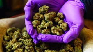 Polițiștii din Satu Mare au prin în flagrant trei traficanți de droguri. Bărbații comercializau cannabis