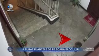A furat plantele de pe scara blocului