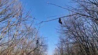 Zeci de păsări au fost găsite spânzurate în copaci într-o pădure din Botoșani