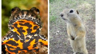 VIDEO | Buhaiul de baltă și poponetele pun în încurcătură autoritățile buzoiene