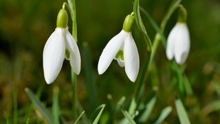 VIDEO | Suntem în ultima lună de iarnă, dar în multe orașe din țară nu a nins nici măcar o zi