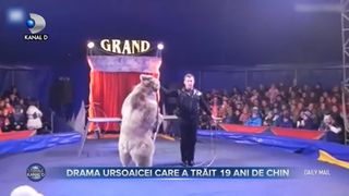 VIDEO | Ursoaica care a trăit 19 ani închisă la circ