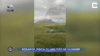 Sodapop, pisica cu abilități de vlogger