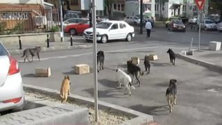 Proprietarul câinilor care au atacat ieri un copil a fost reţinut de Poliţie. Bărbatul nu a dus minorul la spital, l-a luat acasă și i-a dat ceai