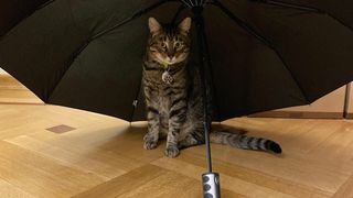 O pisică a pus stăpânire pe o primărie din Ucraina. Acum participă la toate ședințele și întâlnirile oficiale