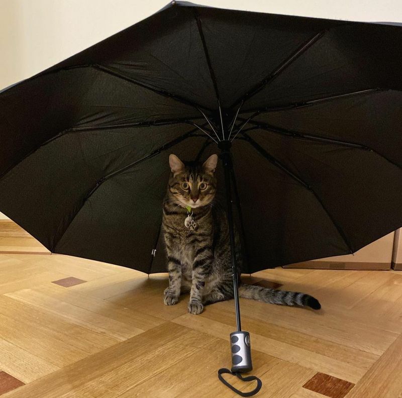 O pisică a pus stăpânire pe o primărie din Ucraina. Acum participă la toate ședințele și întâlnirile oficiale