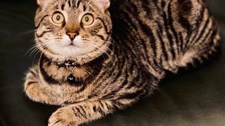 O pisică a pus stăpânire pe o primărie din Ucraina. Acum participă la toate ședințele și întâlnirile oficiale