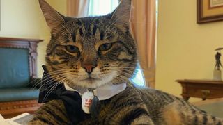 O pisică a pus stăpânire pe o primărie din Ucraina. Acum participă la toate ședințele și întâlnirile oficiale