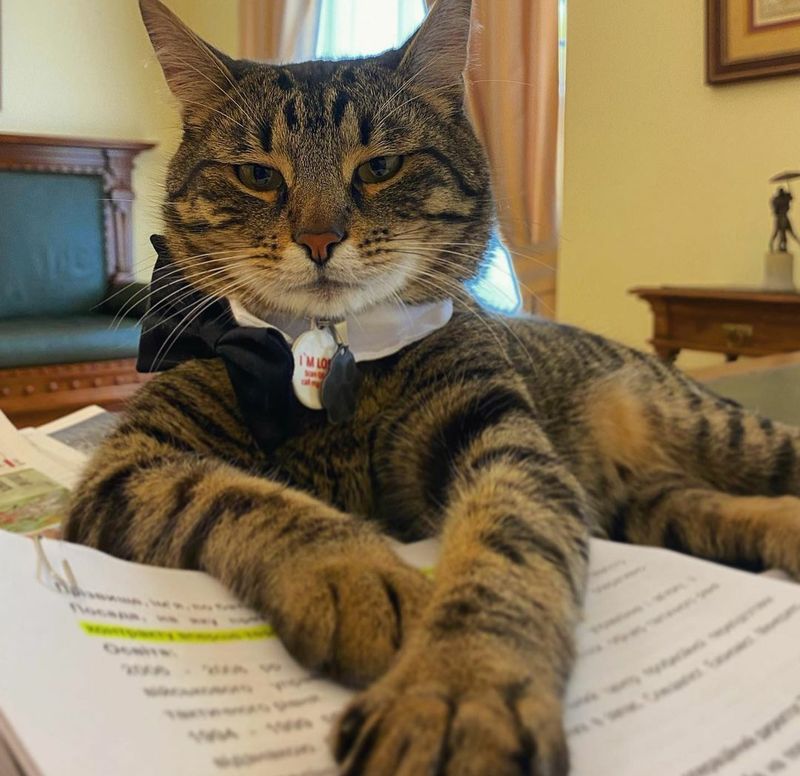 O pisică a pus stăpânire pe o primărie din Ucraina. Acum participă la toate ședințele și întâlnirile oficiale