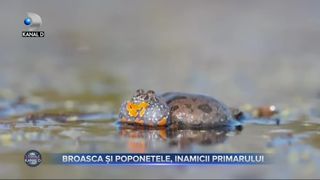 Broasca și poponetele, inamicii primarului