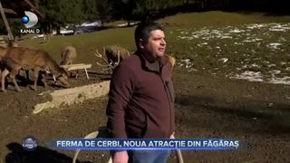 Ferma de cerbi, noua atracție din Făgăraș