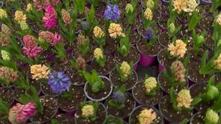 VIDEO | Chiar când ne gândeam că n-are ce să se mai scumpească, aflăm că o să plătim mai mult, în luna martie, pentru lalele, zambile și ghiocei