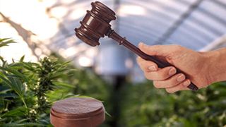 VIDEO | Un fermier din Bihor a fost dat în urmărire generală după ce a plantat cannabis într-o grădină realizată din fonduri europene