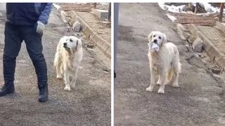 câinele sally care adună gunoiul de pe stradă