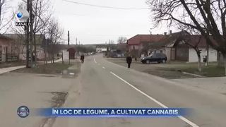 În loc de legume, a cultivat cannabis
