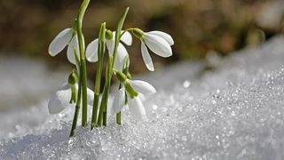 Cum se aleg Babele şi ce semnificaţie au?